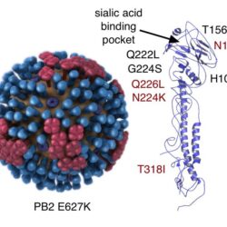 Influenza across microbewiki zones subtypes