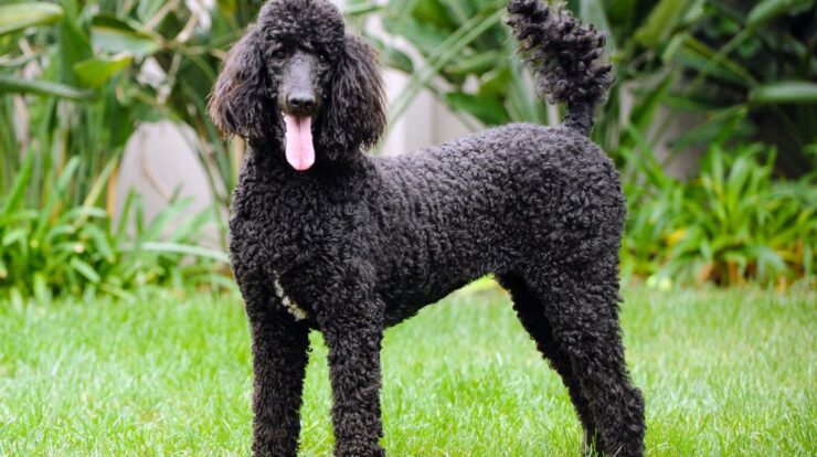 Poodle meaning